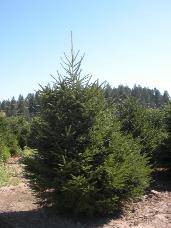 Norway Spruce